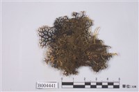 藏品(鬚梅花衣)的圖片